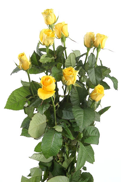 Роза России 50 см